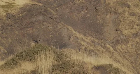 Grazing sheep inside "Valle del Bove" 스톡 동영상 149938465