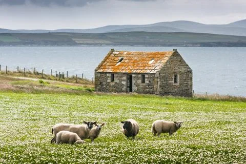 Grazing sheep on the isle of skye in scotland, great britain uk Stock Photos
