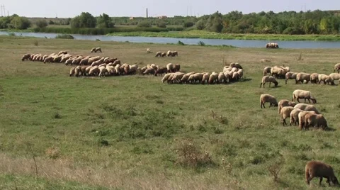 Grazing sheep in a meadow Vídeo Stock 56515965
