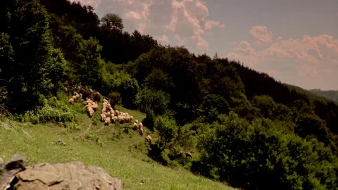 Grazing sheep in the mountain Video stock 83664705