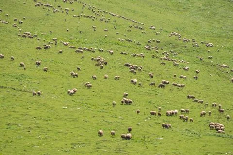 Grazing sheep on the mountain Stock Photos