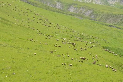Grazing sheep on the mountain Stock Photos