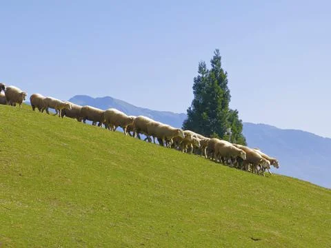 The grazing sheep on the mountain. Stock Photos