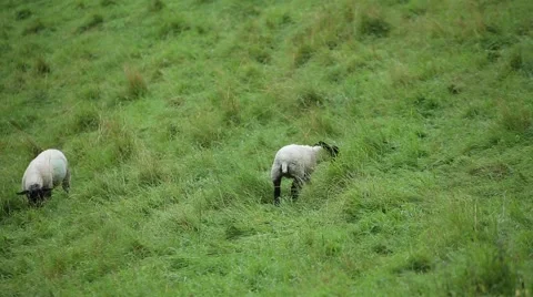 Grazing sheep on a pasture Stock Footage 65698773