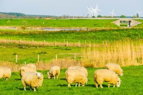 Grazing sheep in pasture of schakerloopolder in Tholen city, countryside land Stock Photos