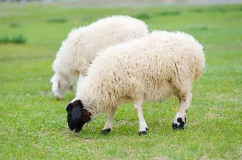 Grazing sheep Foto stock