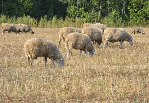 Grazing sheep Stock Photos
