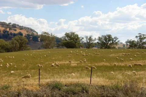 Grazing sheep Stock Photos