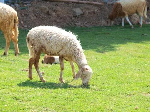 Grazing sheep Stock Photos