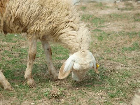 Grazing sheep Stock Photos