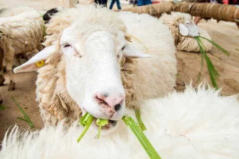 Grazing sheep Stock Photos