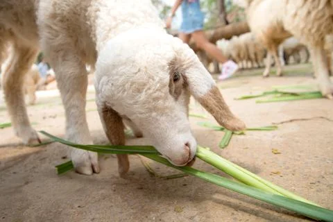 Grazing sheep Stock Photos