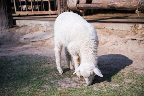 Grazing sheep Stock Photos