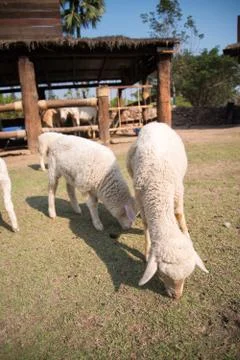 Grazing sheep Stock Photos