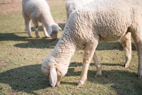 Grazing sheep Stock Photos