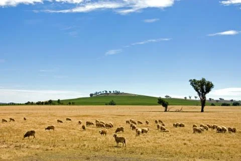 Grazing Sheep Stock Photos