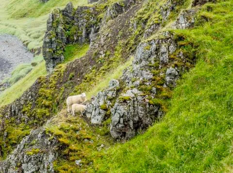 Grazing Sheep Stock Photos