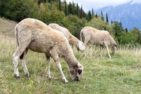 Grazing sheep Stock Photos
