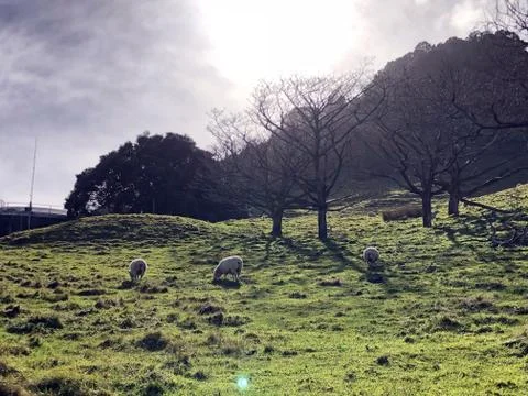 Grazing Sheep Stock Photos