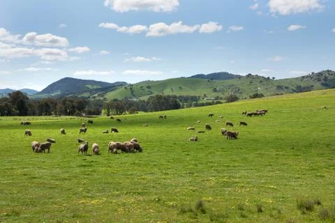 Grazing Sheep Stock Photos