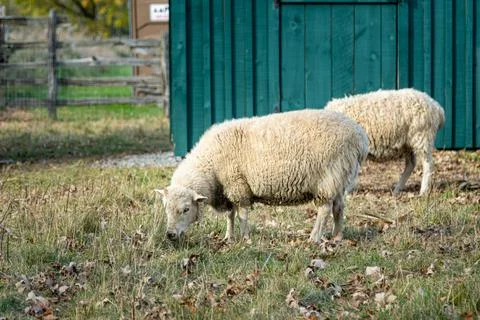 Grazing Sheep 스톡 사진