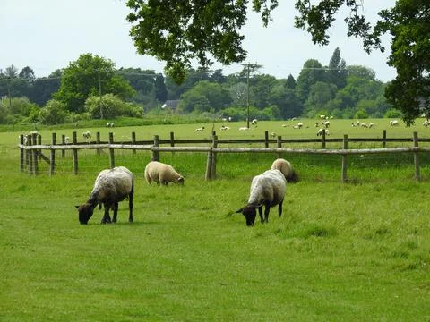 Grazing sheep Stock Photos