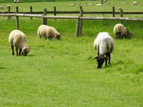 Grazing sheep Stock Photos