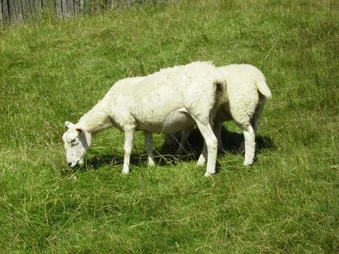Grazing Sheep Stock Photos
