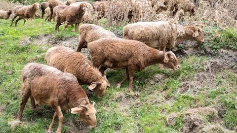 Grazing sheep Stock Photos