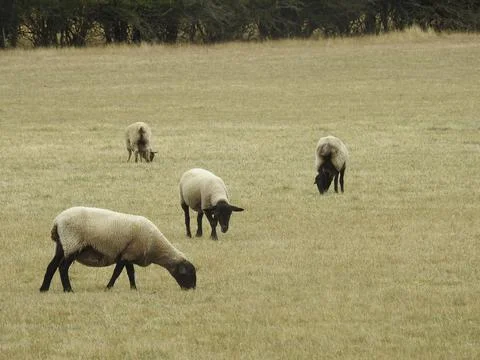 Grazing sheep Stock Photos