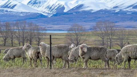 Grazing sheep Stock Photos