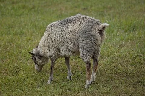 Grazing sheep. Stock Photos