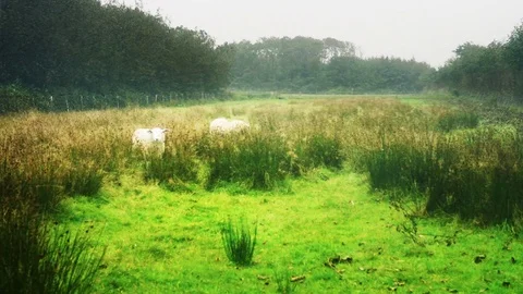 Grazing sheep in the rain Stock Footage