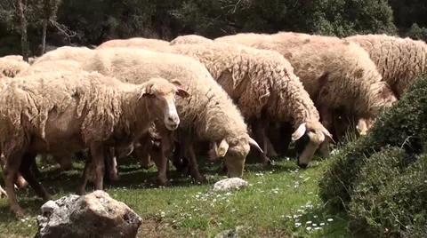 Grazing sheep scared away Stock Footage 37218411