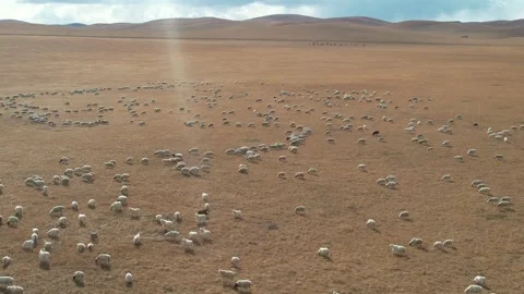 Grazing Sheep Spread Across Dry Steppe in Inner Mongolia, China Stock Footage 344035908