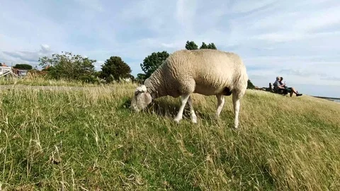 Grazing sheep in the sun on the dike Video stock 116394939