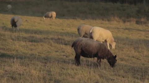 Grazing Sheep in Sunset Stock Footage 45441207