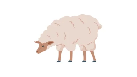 Grazing sheep with thick wool, stylized design, bent down eating, isolated on Stock Footage 304967612