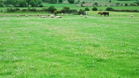 Grazing sheep timelapse Stock Footage 18193164