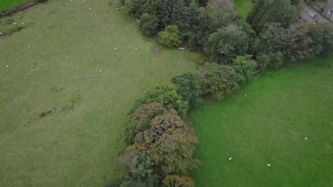 Grazing sheep, trees, field boundary, country landscape, aerial drone, farmland Stock Footage 327241186
