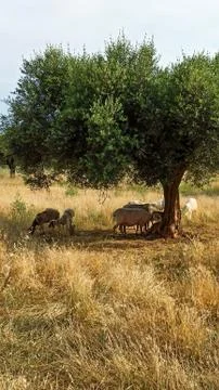 Grazing sheep under olive tree at sunset Stock Photos