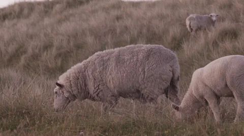 Grazing Sheeps Video stock 33061326