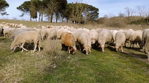 Grazing sheeps Vidéo 126535180