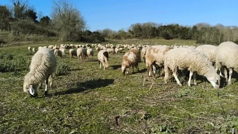 Grazing sheeps Vidéo 126535436