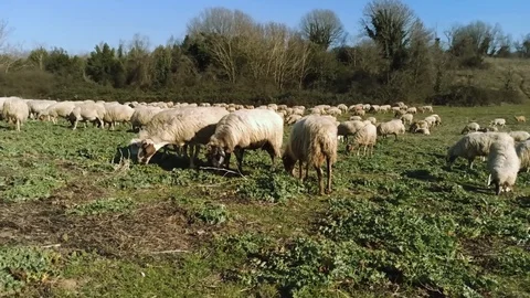 Grazing sheeps Stock Footage 126535486