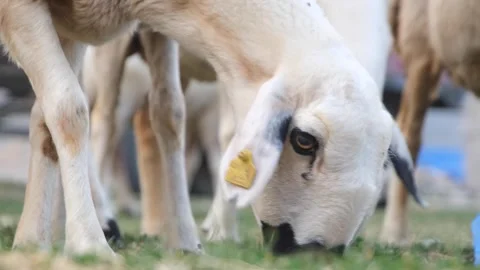 Grazing sheeps 库存影片 294045761