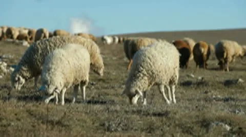 Grazing Sheeps in Highlands Stock Footage