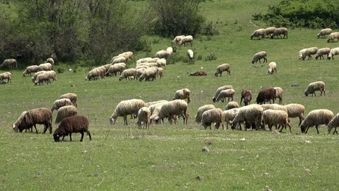Grazing sheeps in a meadow Stockbeeldmateriaal 75365654