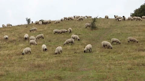 Grazing sheeps in  pasture Видео 42332038