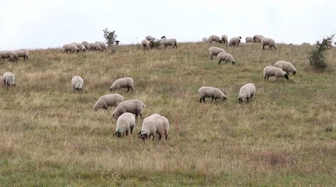 Grazing sheeps in a pasture Stock Footage 42927962